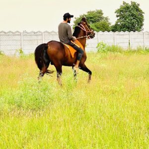 Ravindra jadeja with horse